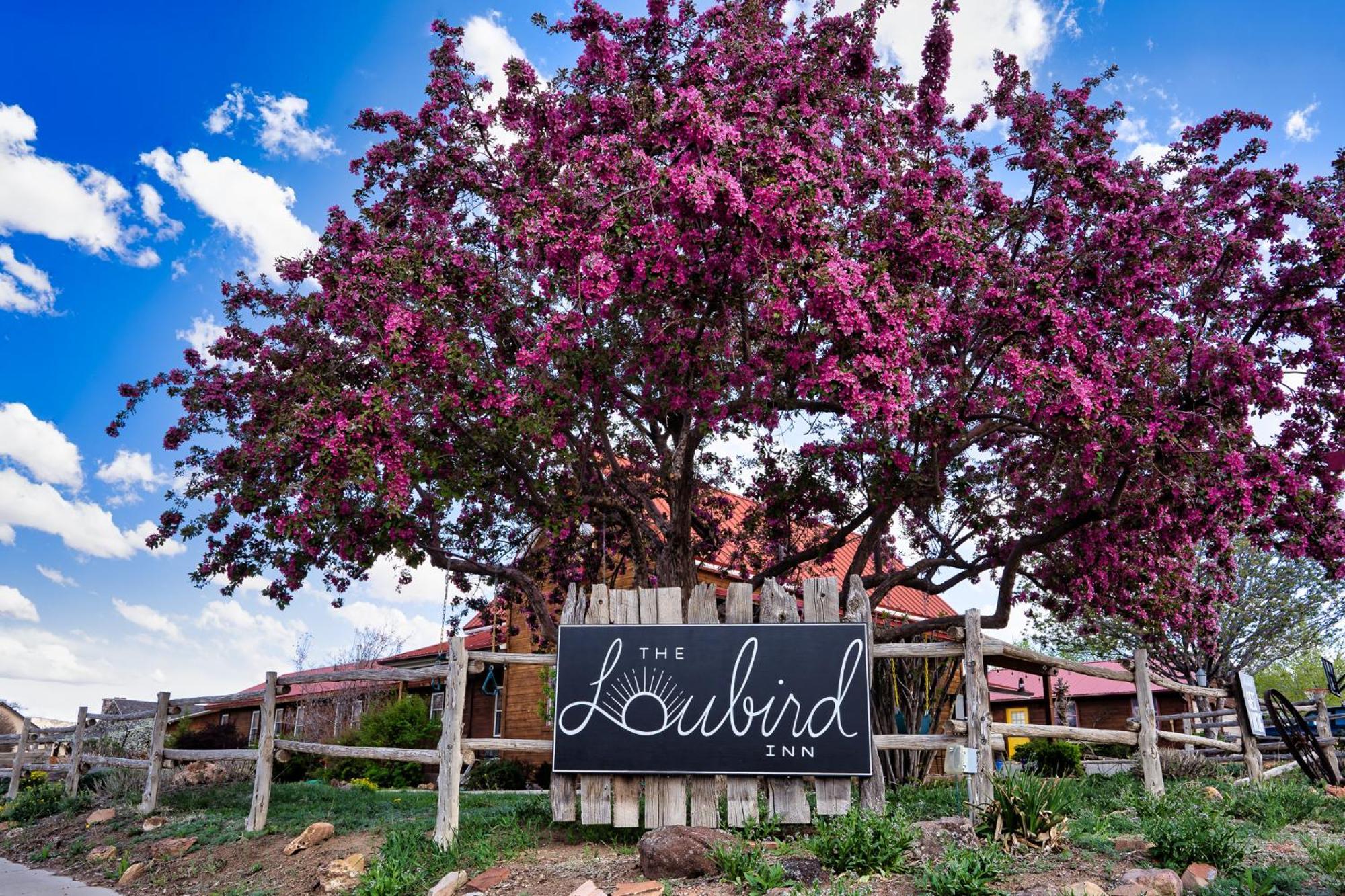 The Loubird Inn Escalante Luaran gambar